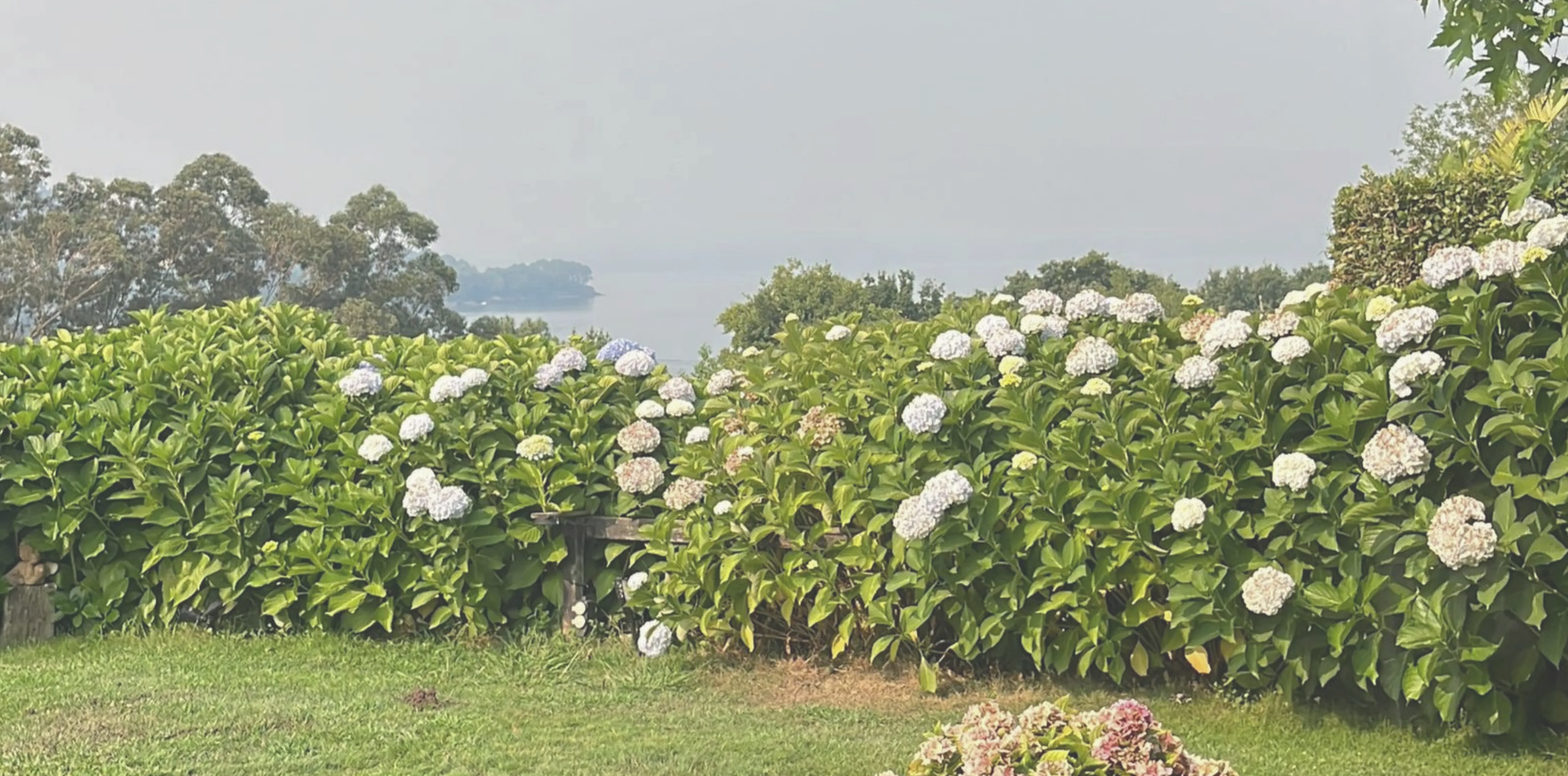 paisaje con flores